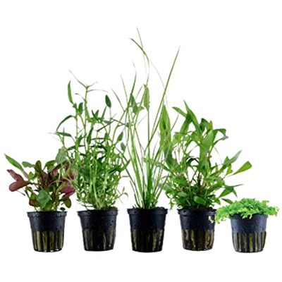 AquaOne Plantes d'aquarium 5 x plantes aquatiques plantes d'aquarium pour débutants Cyperus Hygrophila Lobelia Micranthemum Murdannia Ensemble de 5 plantes d'aquarium - Publicité AquaOne Plantes d'aquarium 5 x plantes aquatiques plantes d'aquarium pour débutants Cyperus Hygrophila Lobelia Micranthemum Murdannia Ensemble de 5 plantes d'aquarium - Publicité