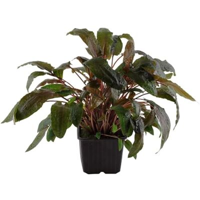 AquaOne Plante mère d'aquarium Cryptocoryne wendtii XL Plantes aquatiques d'aquarium - Publicité AquaOne Plante mère d'aquarium Cryptocoryne wendtii XL Plantes aquatiques d'aquarium - Publicité