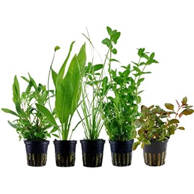AquaOne Plantes d'aquarium I 5X plantes aquatiques I Plantes de fond pour aquarium I Ludwigia Echinodorus Bacopa Hygrophila Cyperus I Ensemble de 5 plantes de fond - Publicité AquaOne Plantes d'aquarium I 5X plantes aquatiques I Plantes de fond pour aquarium I Ludwigia Echinodorus Bacopa Hygrophila Cyperus I Ensemble de 5 plantes de fond - Publicité