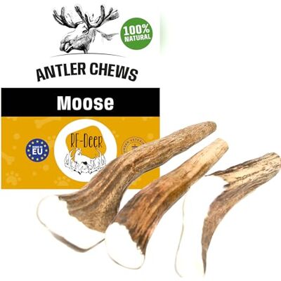 RF-Deer - Poroże łosia HARD - XL - 14-17 cm - Dog chew - Publicité RF-Deer - Poroże łosia HARD - XL - 14-17 cm - Dog chew - Publicité