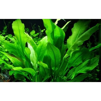 AquaOne Echinodorus bleheri Plante aquatique pour aquarium Rosace entièrement enracinée, facile d'entretien, décoration aquascaping - Publicité AquaOne Echinodorus bleheri Plante aquatique pour aquarium Rosace entièrement enracinée, facile d'entretien, décoration aquascaping - Publicité