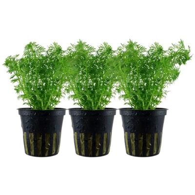 AquaOne Lot de 3 plantes d'aquarium Limnophila sessiliflora sol moyen Plante aquatique pour aquarium, rosace simple Aquascaping Décoration - Publicité AquaOne Lot de 3 plantes d'aquarium Limnophila sessiliflora sol moyen Plante aquatique pour aquarium, rosace simple Aquascaping Décoration - Publicité