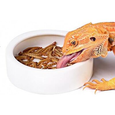 OMEM Bol en céramique pour nourriture de petit reptile - Publicité OMEM Bol en céramique pour nourriture de petit reptile - Publicité