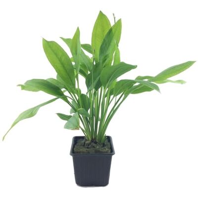 AquaOne Plante mère d'aquarium Echinodorus grisebachii 'Bleherae' XL Plantes aquatiques d'aquarium - Publicité AquaOne Plante mère d'aquarium Echinodorus grisebachii 'Bleherae' XL Plantes aquatiques d'aquarium - Publicité