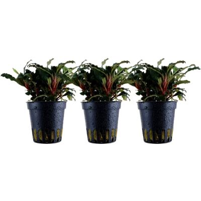 AquaOne Lot de 3 plantes d'aquarium Bucephalandra sp. 'Red' Plante aquatique, plante d'aquarium, rhizome, entièrement enracinée, facile d'entretien, décoration aquascaping - Publicité AquaOne Lot de 3 plantes d'aquarium Bucephalandra sp. 'Red' Plante aquatique, plante d'aquarium, rhizome, entièrement enracinée, facile d'entretien, décoration aquascaping - Publicité