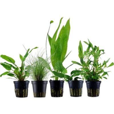 AquaOne Plantes d'aquarium I 5X plantes aquatiques I Plantes d'aquarium pour débutants I Echinodorus Hygrophila Cryptocoryne Eleocharis Anubias I Ensemble de 5 plantes d'aquarium - Publicité AquaOne Plantes d'aquarium I 5X plantes aquatiques I Plantes d'aquarium pour débutants I Echinodorus Hygrophila Cryptocoryne Eleocharis Anubias I Ensemble de 5 plantes d'aquarium - Publicité