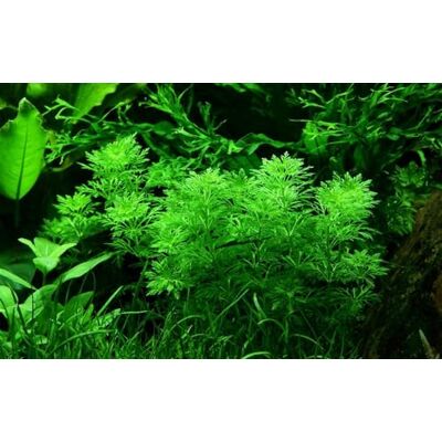 AquaOne Plante d'aquarium Limnophila sessiliflora Plante aquatique moyenne pour aquarium à rosette entièrement enracinée, simple aquascaping, décoration - Publicité AquaOne Plante d'aquarium Limnophila sessiliflora Plante aquatique moyenne pour aquarium à rosette entièrement enracinée, simple aquascaping, décoration - Publicité