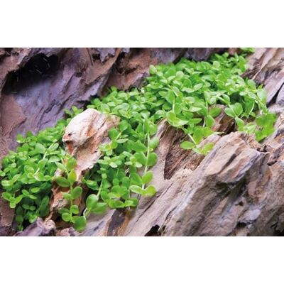 AquaOne Plante d'aquarium In Vitro Micranthemum tweediei « Monte Carlo » Plante aquatique 1-2 plantes d'aquarium Gobelets Laboratoire Plantes d'aquarium Décoration Aquascaping - Publicité AquaOne Plante d'aquarium In Vitro Micranthemum tweediei « Monte Carlo » Plante aquatique 1-2 plantes d'aquarium Gobelets Laboratoire Plantes d'aquarium Décoration Aquascaping - Publicité