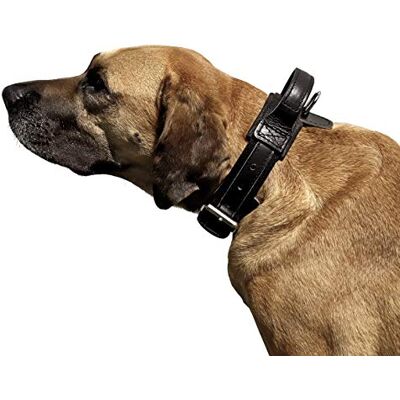 Collier Dingo Gear pour chien - Rouge, XL - Entraînement & Usage Quotidien - Publicité Collier Dingo Gear pour chien - Rouge, XL - Entraînement & Usage Quotidien - Publicité