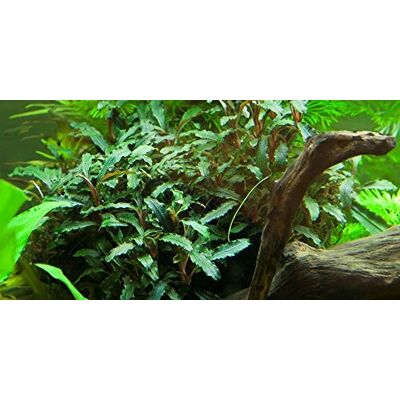 AquaOne Plante d'aquarium Bucephalandra sp. 'Red' racine/rhizome Plante aquatique pour aquarium entièrement enracinée, facile d'entretien, décoration aquascaping - Publicité AquaOne Plante d'aquarium Bucephalandra sp. 'Red' racine/rhizome Plante aquatique pour aquarium entièrement enracinée, facile d'entretien, décoration aquascaping - Publicité