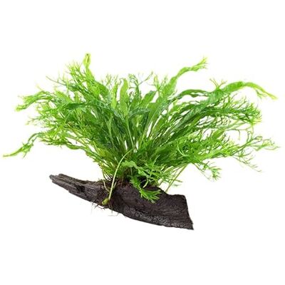 AquaOne Plante d'aquarium Microsorum pteropus 'Windeløv' Javafarn Plante aquatique sur racine n° 008B YWS Plante d'aquarium Rhizome - Publicité AquaOne Plante d'aquarium Microsorum pteropus 'Windeløv' Javafarn Plante aquatique sur racine n° 008B YWS Plante d'aquarium Rhizome - Publicité
