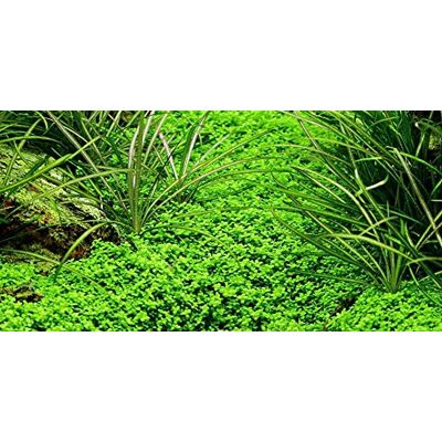 AquaOne Lot de 10 plantes d'aquarium Hemianthus callitrichoides 'Cuba' Plante aquatique pour aquarium Kit économique Facile d'entretien Décoration aquascaping - Publicité AquaOne Lot de 10 plantes d'aquarium Hemianthus callitrichoides 'Cuba' Plante aquatique pour aquarium Kit économique Facile d'entretien Décoration aquascaping - Publicité