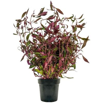 AquaOne Plantes d'aquarium I Plante mère Alternanthera rosaefolia XL I Plante d'aquarium Fond Rosace - Publicité AquaOne Plantes d'aquarium I Plante mère Alternanthera rosaefolia XL I Plante d'aquarium Fond Rosace - Publicité