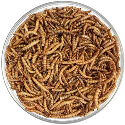 Agrarzone vers de Farine séchés 10 kg 65 litres Snack Premium à Base d'insectes pour Oiseaux, Poissons, rongeurs, hérissons et Reptiles Nourriture Riche en protéines pour Oiseaux - Publicité Agrarzone vers de Farine séchés 10 kg 65 litres Snack Premium à Base d'insectes pour Oiseaux, Poissons, rongeurs, hérissons et Reptiles Nourriture Riche en protéines pour Oiseaux - Publicité