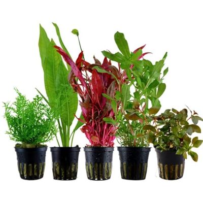 AquaOne Aquarium Plantes I Lot de 5 plantes aquatiques de fond I Plantes d’aquarium de fond I Ammannia Echinodorus Ludwigia Ceratopteris Alternanthera I Ensemble de 5 plantes de fond - Publicité AquaOne Aquarium Plantes I Lot de 5 plantes aquatiques de fond I Plantes d’aquarium de fond I Ammannia Echinodorus Ludwigia Ceratopteris Alternanthera I Ensemble de 5 plantes de fond - Publicité