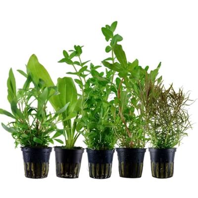 AquaOne Lot de 5 plantes aquatiques Ammannia Echinodorus Fond plantes d'aquarium Bacopa Hygrophila Pogostemon - Publicité AquaOne Lot de 5 plantes aquatiques Ammannia Echinodorus Fond plantes d'aquarium Bacopa Hygrophila Pogostemon - Publicité