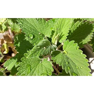 Semisauvage Permaculture 200 Graines d'Herbe à Chat Cataire Nepeta Cataria semences paysannes reproductibles SemiSauvage - Publicité Semisauvage Permaculture 200 Graines d'Herbe à Chat Cataire Nepeta Cataria semences paysannes reproductibles SemiSauvage - Publicité