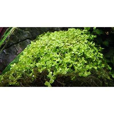 AquaOne Plante d'aquarium Micranthemum tweediei 'Monte Carlo' Plante aquatique pour aquarium, couvre-sol entièrement enraciné, facile d'entretien, décoration d'aquarium - Publicité AquaOne Plante d'aquarium Micranthemum tweediei 'Monte Carlo' Plante aquatique pour aquarium, couvre-sol entièrement enraciné, facile d'entretien, décoration d'aquarium - Publicité