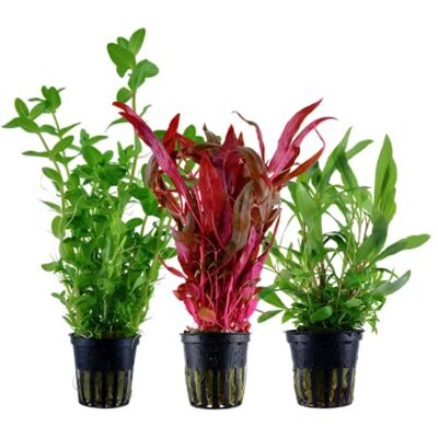 AquaOne Plantes d'aquarium 3X plantes aquatiques Plantes de fond d'aquarium Alternanthera Hygrophila Bacopa Ensemble de 3 plantes de fond - Publicité AquaOne Plantes d'aquarium 3X plantes aquatiques Plantes de fond d'aquarium Alternanthera Hygrophila Bacopa Ensemble de 3 plantes de fond - Publicité