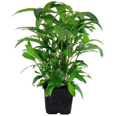 AquaOne Plantes d'aquarium I Plante mère Hygrophila « Siamensis » XL I Plante d'aquarium Fond Plante tige simple I Décoration d'aquarium - Publicité AquaOne Plantes d'aquarium I Plante mère Hygrophila « Siamensis » XL I Plante d'aquarium Fond Plante tige simple I Décoration d'aquarium - Publicité
