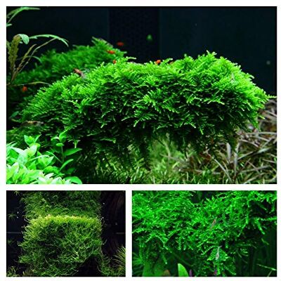 AquaOne Lot de 3 plantes de mousse in vitro pour aquarium, n° 55, 1-2 Grow, godets de mousse, aquarium, plante aquatique - Publicité AquaOne Lot de 3 plantes de mousse in vitro pour aquarium, n° 55, 1-2 Grow, godets de mousse, aquarium, plante aquatique - Publicité