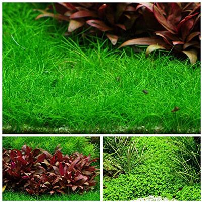 AquaOne Lot de 3 plantes en vitro pour aquarium n° 48 1-2 Grow Pot pour aquarium Plante aquatique - Publicité AquaOne Lot de 3 plantes en vitro pour aquarium n° 48 1-2 Grow Pot pour aquarium Plante aquatique - Publicité