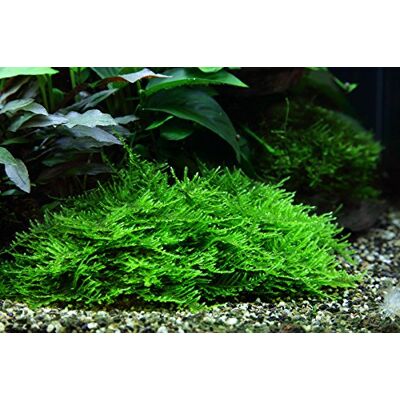 AquaOne Plante d'aquarium in vitro 1 pièce Moss Taxiphyllum 'Spiky' Plante aquatique 1-2-Grow Plantes d'aquarium Tasse Plantes d'aquarium - Publicité AquaOne Plante d'aquarium in vitro 1 pièce Moss Taxiphyllum 'Spiky' Plante aquatique 1-2-Grow Plantes d'aquarium Tasse Plantes d'aquarium - Publicité
