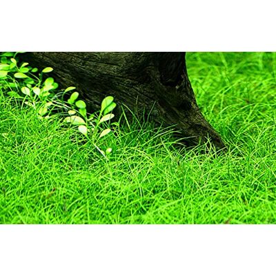 AquaOne Plante d'aquarium Eleocharis parvula Plante aquatique Couvre le Plante d'aquarium entièrement enracinée facile d'entretien Aquascaping Décoration - Publicité AquaOne Plante d'aquarium Eleocharis parvula Plante aquatique Couvre le Plante d'aquarium entièrement enracinée facile d'entretien Aquascaping Décoration - Publicité