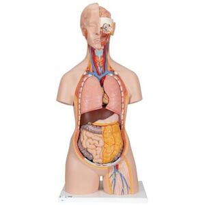 Torso classique neutre en genre de 3B Scientific - Modèle anatomique - Publicité Torso classique neutre en genre de 3B Scientific - Modèle anatomique - Publicité
