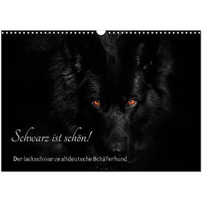 CALVENDO Le noir est beau ! Le berger allemand ancien noir laqué, Version française (Calendrier mural 2026 DIN A3 portrait), Calendrier mensuel - Publicité CALVENDO Le noir est beau ! Le berger allemand ancien noir laqué, Version française (Calendrier mural 2026 DIN A3 portrait), Calendrier mensuel - Publicité