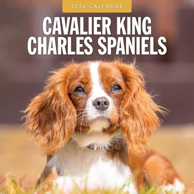 Red Robin Publishing Cavalier King Charles Spaniels – Calendrier mural carré 2026 – par - Publicité Red Robin Publishing Cavalier King Charles Spaniels – Calendrier mural carré 2026 – par - Publicité