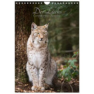 CALVENDO Le lynx la plus grande patte de velours d'Europe, Version française (Calendrier mural 2026 DIN A4 portrait), Calendrier mensuel - Publicité CALVENDO Le lynx la plus grande patte de velours d'Europe, Version française (Calendrier mural 2026 DIN A4 portrait), Calendrier mensuel - Publicité