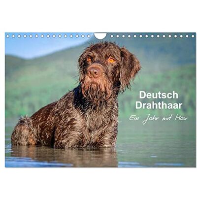CALVENDO Poil de fer allemand Une année avec Max, Version française (Calendrier mural 2026 DIN A4 portrait), Calendrier mensuel - Publicité CALVENDO Poil de fer allemand Une année avec Max, Version française (Calendrier mural 2026 DIN A4 portrait), Calendrier mensuel - Publicité