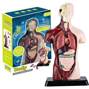 Nukinp Modèle de Corps Humain pour Enfants, Jouet d'anatomie Humaine réaliste de 9, 6 Pouces avec 6 pièces d'organes Amovibles, Jouet interactif pour Le Corps, Jouets éducatifs pour Enfants âgés an - Publicité Nukinp Modèle de Corps Humain pour Enfants, Jouet d'anatomie Humaine réaliste de 9, 6 Pouces avec 6 pièces d'organes Amovibles, Jouet interactif pour Le Corps, Jouets éducatifs pour Enfants âgés an - Publicité