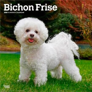 Bichon Frise Calendrier mural mensuel carré 2026 30,5 x 61 cm Sans plastique BrownTrout Animaux races de chiens - Publicité Bichon Frise Calendrier mural mensuel carré 2026 30,5 x 61 cm Sans plastique BrownTrout Animaux races de chiens - Publicité