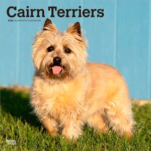 Cairn Terriers Calendrier mural mensuel carré 2026 30,5 x 61 cm Sans plastique BrownTrout Animaux races de chiens - Publicité Cairn Terriers Calendrier mural mensuel carré 2026 30,5 x 61 cm Sans plastique BrownTrout Animaux races de chiens - Publicité
