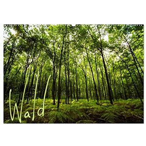 CALVENDO Forêt (calendrier mural 2026 DIN A2 paysage), calendrier mensuel - Publicité CALVENDO Forêt (calendrier mural 2026 DIN A2 paysage), calendrier mensuel - Publicité