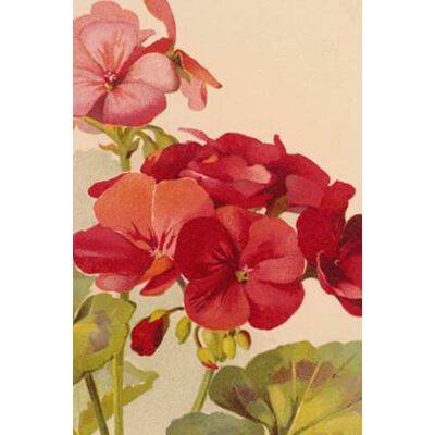 Smart, Wren Vintage Geranium Print Journal/Notebook - Publicité Smart, Wren Vintage Geranium Print Journal/Notebook - Publicité