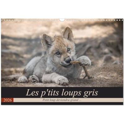 Camel, Arnaud Les p'tits loups gris (Calendrier mural 2026 DIN A3 vertical), CALVENDO calendrier mensuel: Petit loup deviendra grand ... Publicité Camel, Arnaud Les p'tits loups gris (Calendrier mural 2026 DIN A3 vertical), CALVENDO calendrier mensuel: Petit loup deviendra grand ... Publicité