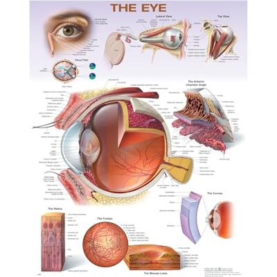 Anatomical Chart Company The Eye Anatomical Chart - Publicité Anatomical Chart Company The Eye Anatomical Chart - Publicité