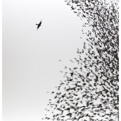 Wilco Sky Blue Sky =hq Vinyl= - Publicité Wilco Sky Blue Sky =hq Vinyl= - Publicité