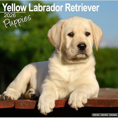 Avonside Publishing Ltd Yellow Labrador Puppies Calendar 2026 Square Dog Puppy Breed Wall Calendar 16 Month - Publicité Avonside Publishing Ltd Yellow Labrador Puppies Calendar 2026 Square Dog Puppy Breed Wall Calendar 16 Month - Publicité