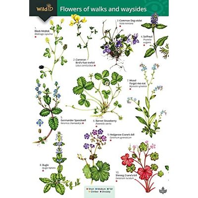 Farley-Brown, Rebecca Guide to flowers of walks and waysides - Publicité Farley-Brown, Rebecca Guide to flowers of walks and waysides - Publicité