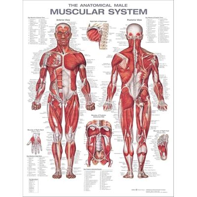 Anatomical Chart Company The Anatomical Male Muscular System Anatomical Chart - Publicité Anatomical Chart Company The Anatomical Male Muscular System Anatomical Chart - Publicité