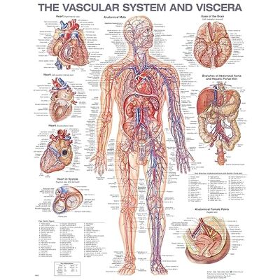 Anatomical Chart Company The Vascular System and Viscera Anatomical Chart - Publicité Anatomical Chart Company The Vascular System and Viscera Anatomical Chart - Publicité