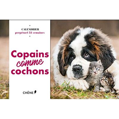 Collectif Calendrier 52 semaines Copains Comme Cochons - Publicité Collectif Calendrier 52 semaines Copains Comme Cochons - Publicité