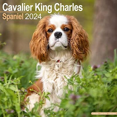 Avonside Publishing Ltd Cavalier King Charles Calendar 2024 Square Dog Breed Wall Calendar 16 Month - Publicité Avonside Publishing Ltd Cavalier King Charles Calendar 2024 Square Dog Breed Wall Calendar 16 Month - Publicité