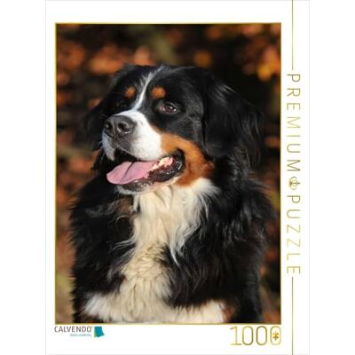 CALVENDO Puzzle Bouvier Bernois 2017 1000 Pieces 48 x 64 cm from Sista-Tierfoto - Publicité CALVENDO Puzzle Bouvier Bernois 2017 1000 Pieces 48 x 64 cm from Sista-Tierfoto - Publicité