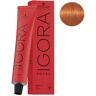 Coloration Permanente Igora Royal 8-77 Blond Clair Cuivré Extra Schwarzkopf