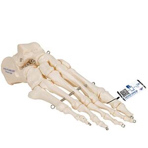 3B Scientific Squelette du Pied sur Fil de Fer + Application anatomie gratuite 3B Smart Anatomy - Publicité